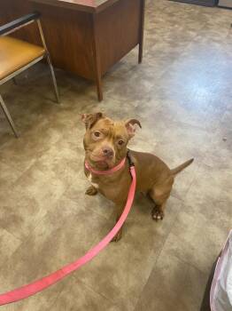 Bambi -  Pit Bull Terrier Dog for Adoption in Springfield, Ohio - Bambi | PetCurious