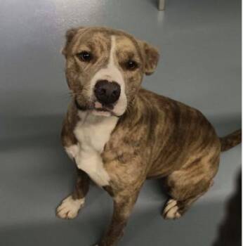 Rescue American Staffordshire Terrier Dogs for Adoption in Spring, Texas - Eenie | PetCurious