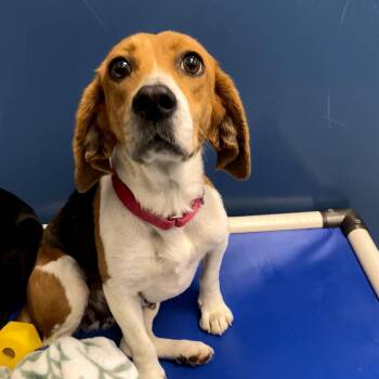 Beagle Dogs Available for Adoption - Glenda | PetCurious