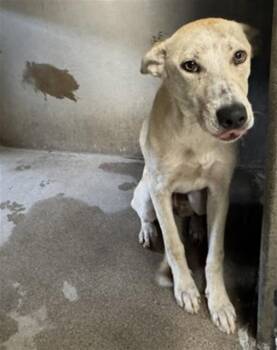 ALI -  German Shepherd Dog and Mixed Breed Dog for Adoption in San Bernardino, California - ALI | PetCurious