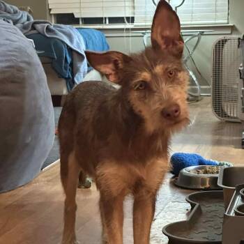 Rescue Mixed Breed Dogs for Adoption in Bartlett, Tennessee - Mocha | PetCurious