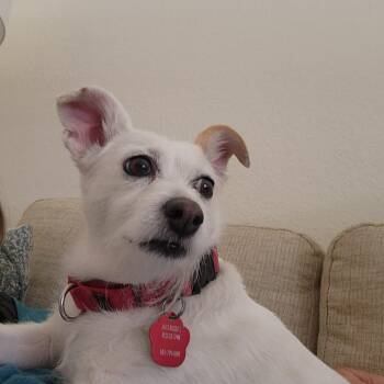 Posh -  Jack Russell Terrier Dog for Adoption in Clatskanie, Oregon - Posh | PetCurious
