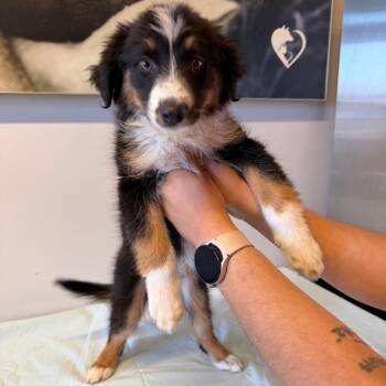 IVHS-Stray-142869 -  Australian Shepherd Dog for Adoption in San Gabriel, California - IVHS-Stray-142869 | PetCurious