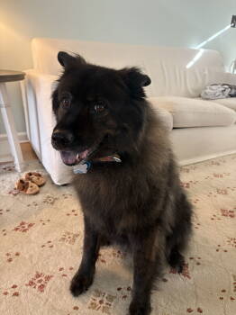 Rescue Collie and Chow Chow Dogs for Adoption in Holly Springs, North Carolina - Sophie | PetCurious