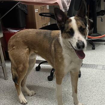 Australian Cattle Dog Blue Heeler Dogs Available for Adoption in Reno, Nevada - Anubis | PetCurious