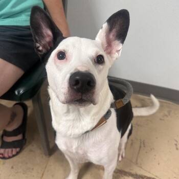 Bolt -  American Staffordshire Terrier and Miniature Pinscher Dog for Adoption in Canton, Illinois - Bolt | PetCurious
