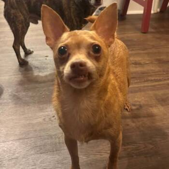 Twinkie -  Chihuahua Dog for Adoption in Austell, Georgia - Twinkie | PetCurious