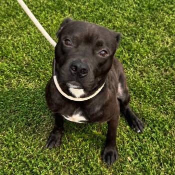 Liza -  Pit Bull Terrier Dog for Adoption in Jersey City, New Jersey - Liza | PetCurious