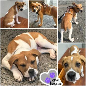 Sudoku - Fun & Games Litter -  Saint Bernard and Mastiff Dog for Adoption in Kenai, Alaska - Sudoku - Fun & Games Litter | PetCurious