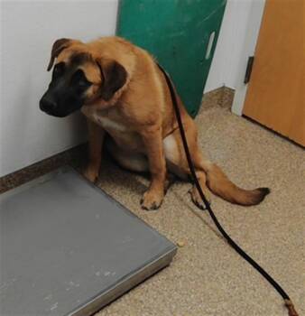 SLINKY -  German Shepherd Dog and Mixed Breed Dog for Adoption in Albuquerque, New Mexico - SLINKY | PetCurious