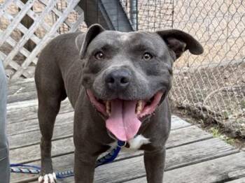 Courage -  Mixed Breed Dog for Adoption in Georgetown, Texas - Courage | PetCurious