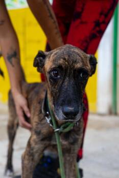 Rescue Whippet and Coonhound Dogs for Adoption in New York, New York - Jonas | PetCurious