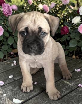 Domino -  Pug and French Bulldog Dog for Adoption in Los Angeles, California - Domino | PetCurious