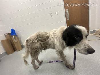GARY -  Great Pyrenees Dog Available for Adoption in Ocala, Florida - GARY | PetCurious