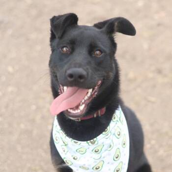 LUNA -  German Shepherd Dog Dog for Adoption in San Antonio, Texas - LUNA | PetCurious