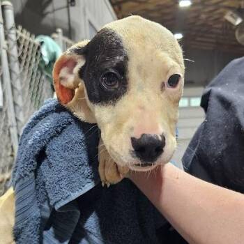 Labrador Retriever and Mixed Breed Dogs Available for Adoption in New York, New York - Ace | PetCurious