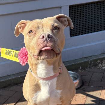 Pit Bull Terrier Dogs Available for Adoption in Richmond, Virginia - Lil’ Debbie | PetCurious