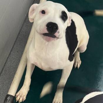 Bridget -  Mixed Breed Dog for Adoption in Evansville, Indiana - Bridget | PetCurious