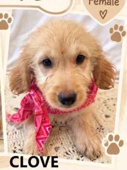 Clove -  Goldendoodle Dog for Adoption in Washington, Georgia - Clove | PetCurious