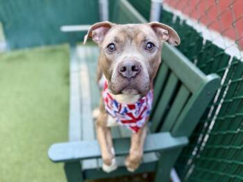 Rescue Mixed Breed Dogs for Adoption in New York, New York - Archibald | PetCurious