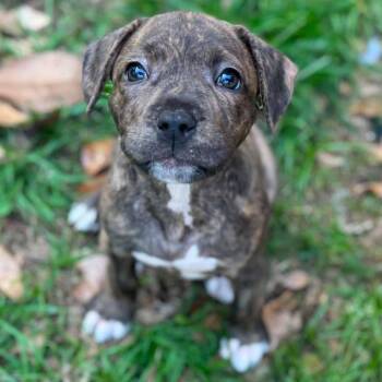 Catahoula Leopard Dog and Black Mouth Cur Dogs Available for Adoption in Grand Bay, Alabama - Milo | PetCurious