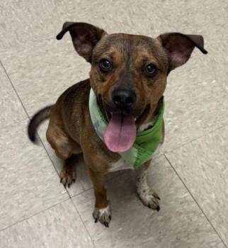Goose -  Mixed Breed Dog for Adoption in Hamilton, Ohio - Goose | PetCurious