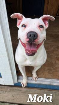 Moki Yrly 360 -  Pit Bull Terrier Dog for Adoption in Sidney, Ohio - Moki Yrly 360 | PetCurious