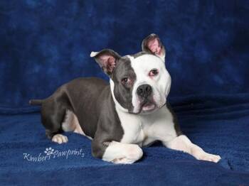 SLONCH -  American Bulldog and Mixed Breed Dog for Adoption in Omaha, Nebraska - SLONCH | PetCurious
