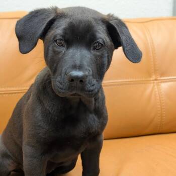 Chow Chow and Black Labrador Retriever Dogs Available for Adoption in Parker, Colorado - 575 (2026) Rolo | PetCurious