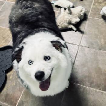 Luna -  Australian Shepherd Dog for Adoption - Luna | PetCurious