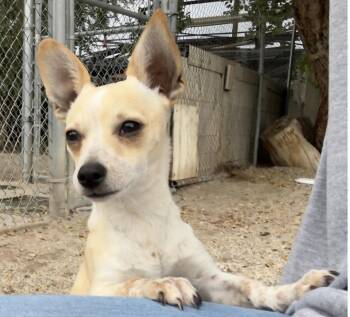 Singer -  Dachshund and Chihuahua Dog for Adoption in Salt Lake City, Utah - Singer | PetCurious