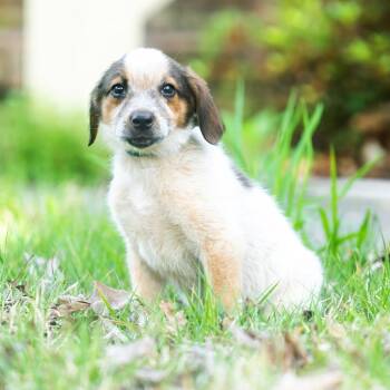Staal -  Collie and Hound Dog for Adoption in Wake Forest, North Carolina - Staal | PetCurious