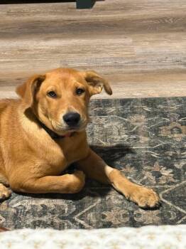 Beanie -  Yellow Labrador Retriever Dog for Adoption in Wando, South Carolina - Beanie | PetCurious