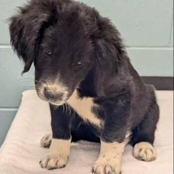 Pluto -  Labrador Retriever and Mixed Breed Dog for Adoption in Kansas City, Missouri - Pluto | PetCurious