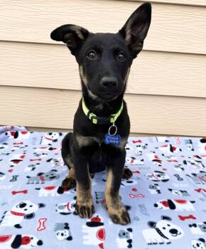 Rescue Shepherd Dogs for Adoption in Broomfield, Colorado - KNOX | PetCurious