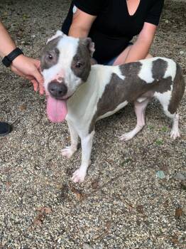 Rescue American Staffordshire Terrier and Mixed Breed Dogs for Adoption in Fennville, Michigan - Bronx | PetCurious