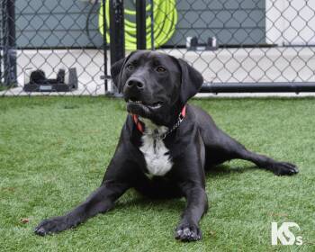 Rescue Black Labrador Retriever and Pointer Dogs for Adoption - Steve | PetCurious
