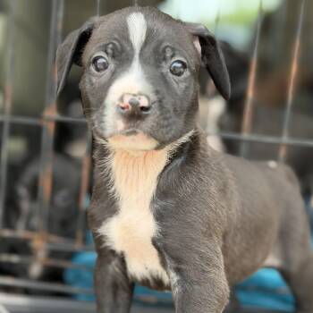 Pit Bull Terrier Dogs Available for Adoption in Columbia, South Carolina - Gold Bond | PetCurious