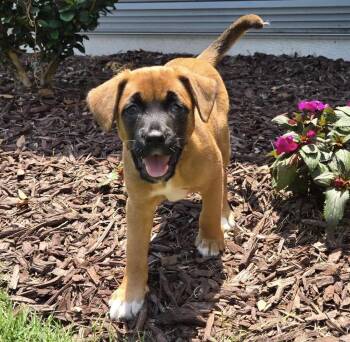Dottie -  Pit Bull Terrier and Mountain Cur Dog for Adoption in Kannapolis, North Carolina - Dottie | PetCurious