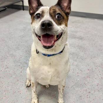 Mixed Breed and Jack Russell Terrier Dogs Available for Adoption in Toms River, New Jersey - Ace | PetCurious