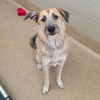 Birdie -  Mixed Breed Dog for Adoption in Bristol, Indiana - Birdie | PetCurious