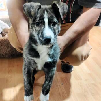 Husky and Labrador Retriever Dogs Available for Adoption - Bodo | PetCurious
