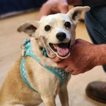 Terrier and Chihuahua Dogs Available for Adoption in San Francisco, California - Pixies 12926 | PetCurious
