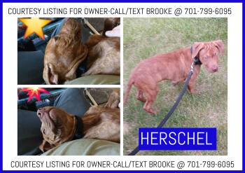 Herschel - COURTESY LISTING -  American Staffordshire Terrier Dog for Adoption in Valley City, North Dakota - Herschel - COURTESY LISTING | PetCurious
