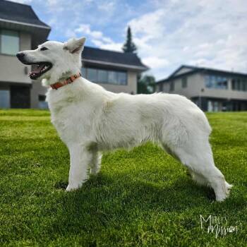 Everest -  German Shepherd Dog Dog Available for Adoption in Spokane, Washington - Everest | PetCurious