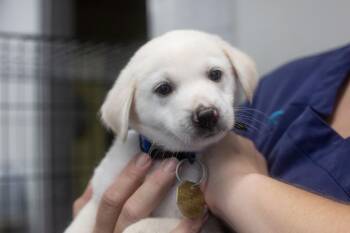 Snowman -  Labrador Retriever Dog for Adoption in Mountain Home, Arkansas - Snowman | PetCurious