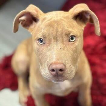 Seal -  American Staffordshire Terrier and Weimaraner Dog for Adoption in Myrtle Beach, South Carolina - Seal | PetCurious