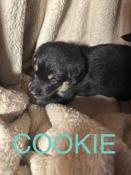 Rescue German Shepherd Dog and Rottweiler Dogs for Adoption in Winnipeg, Manitoba - Cookie | PetCurious