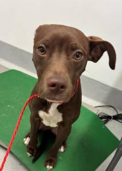 Mixed Breed Dogs Available for Adoption in Rochester, New York - Ella | PetCurious