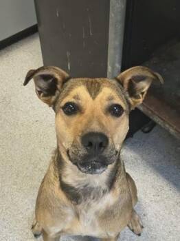 Ophelia -  Mixed Breed Dog for Adoption in Roseburg, Oregon - Ophelia | PetCurious